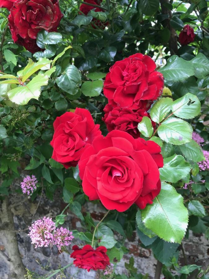 Amazing Apartment, Private Garden, Off Street Parking Hove Exterior foto